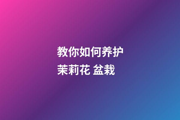 教你如何养护茉莉花 盆栽